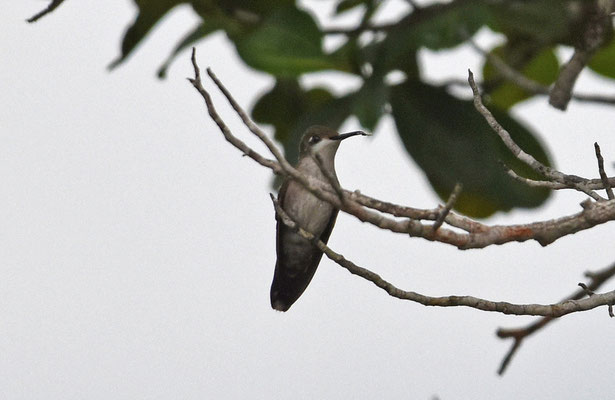 Ruby-topaz Hummingbird