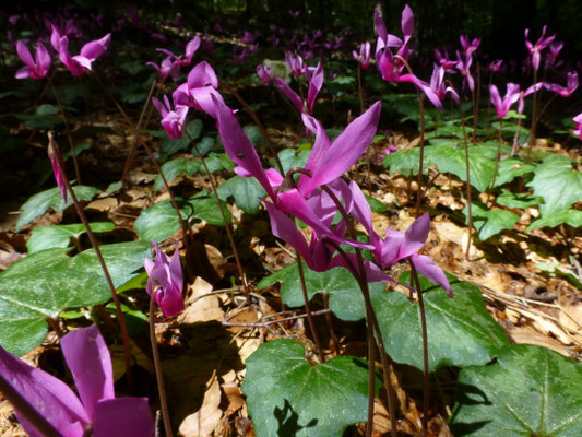 Cyclamen hederifolium - Napolitaanse cyclamen