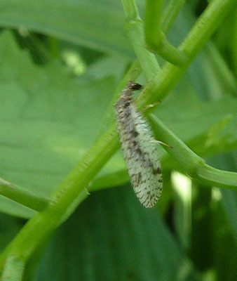 Micromus variegatus