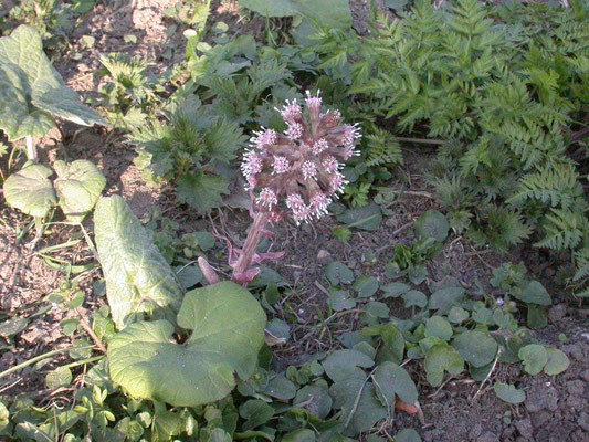 Petasites hybridus - Groot hoefblad