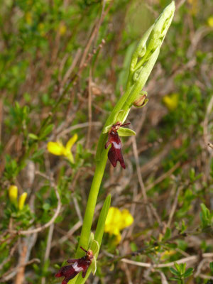 Ophrys insectifera - Vliegenophrys