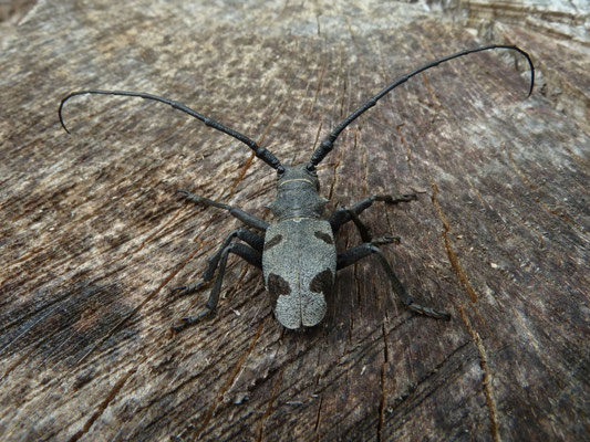 Morimus funereus