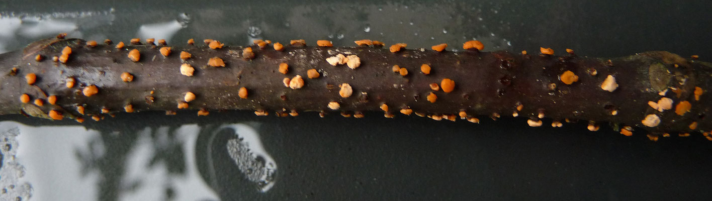 Nectria peziza - Ingedeukt meniezwammetje