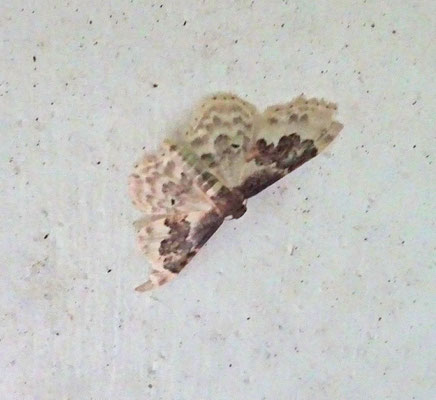 Idaea rusticata - Schaduwstipspanner