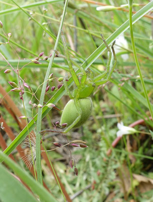 Groene jachtspin
