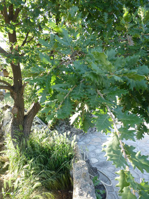 Quercus pubescens - Donzige eik