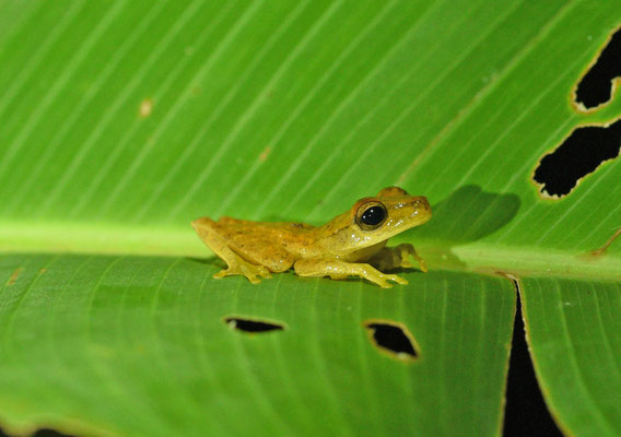 Boana semilineata