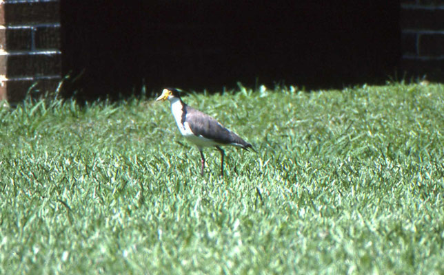 Masked Lapwing
