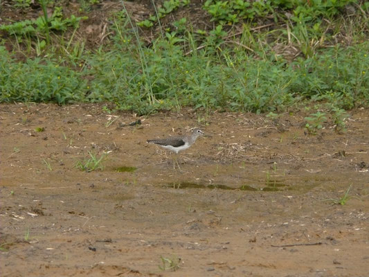 Solitary Sandpiper