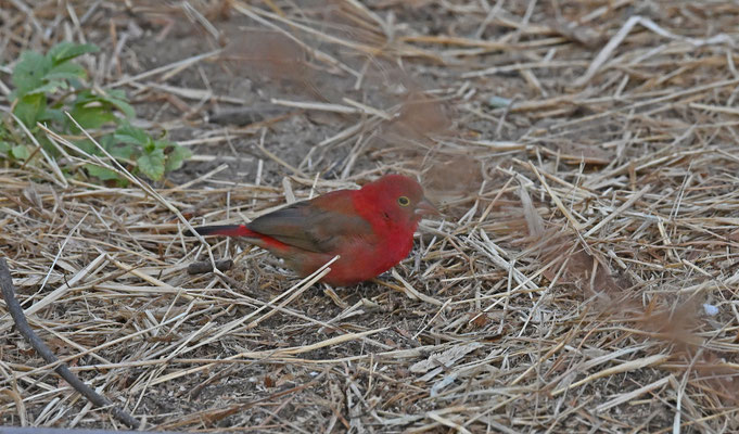 Lagonosticta senegala - Red-billed Firefinch