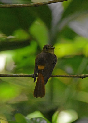 Royal Flycatcher