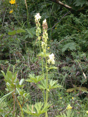 Aconitum lycoctonum