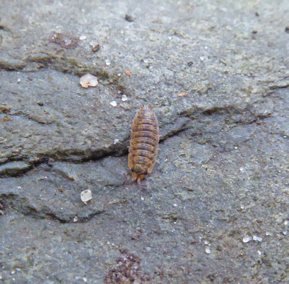 Porcellio scaber - Ruwe pissebed