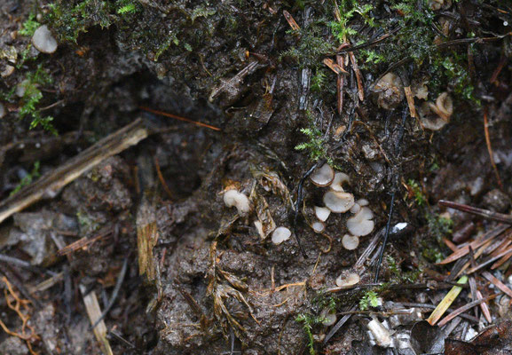 Trichophaea gregaria - Opalen pelsbekertje