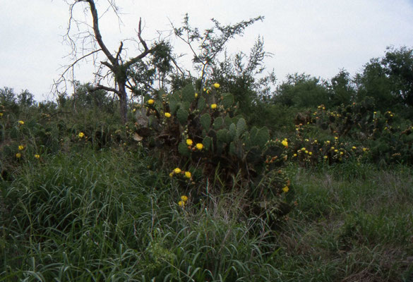 Schijfcactus