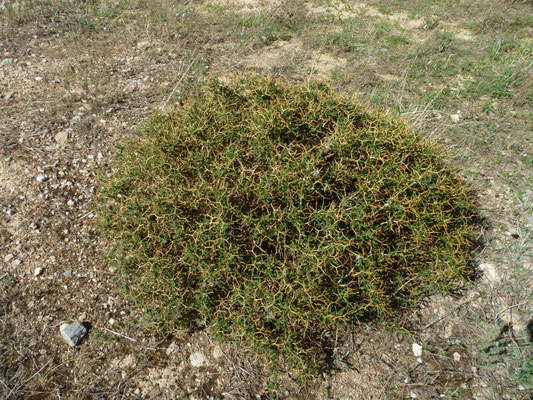 Euphorbia acanthothamnos