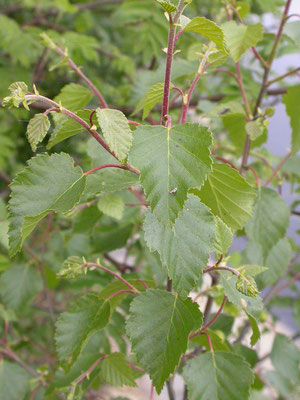 Betula pubescens - Zachte berk
