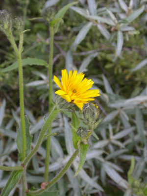 Picris hieracioides - Echt bitterkruid