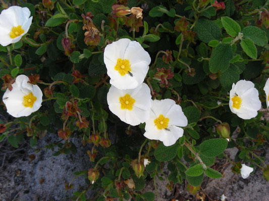 Cistus salvifolius