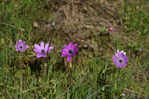 Anemone hortensis ssp pavonina
