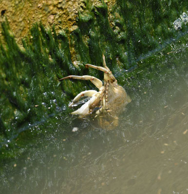 Wolhandkrab