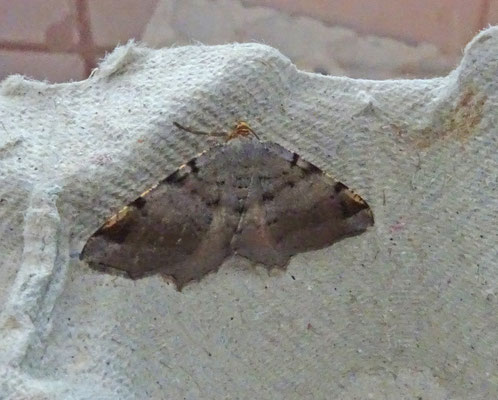 Macaria liturata - Gerimpelde spanner