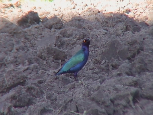 Purple Glossy Starling