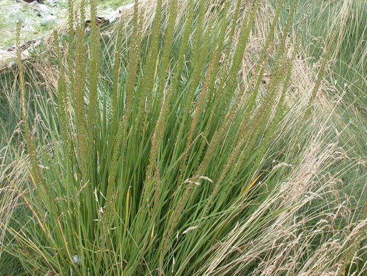 Triglochin maritima - Schorrezoutgras