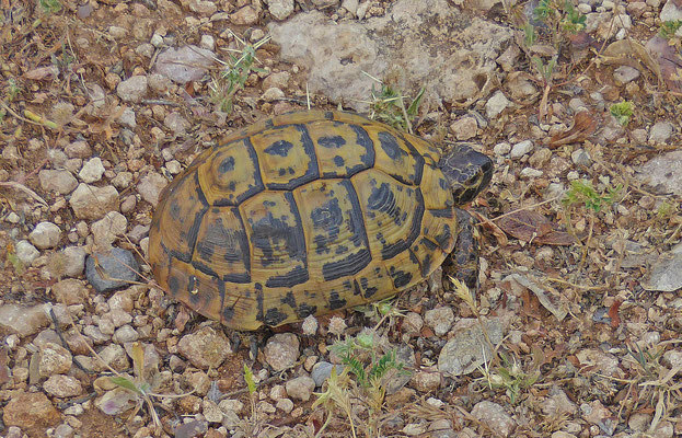 Testudo graeca floweri