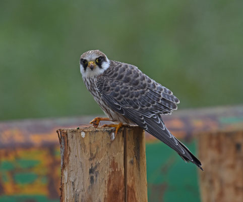 Roodpootvalk