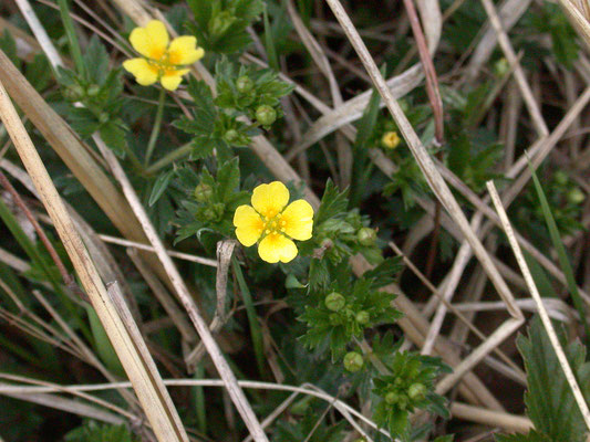 Potentilla erecta - Tormentil