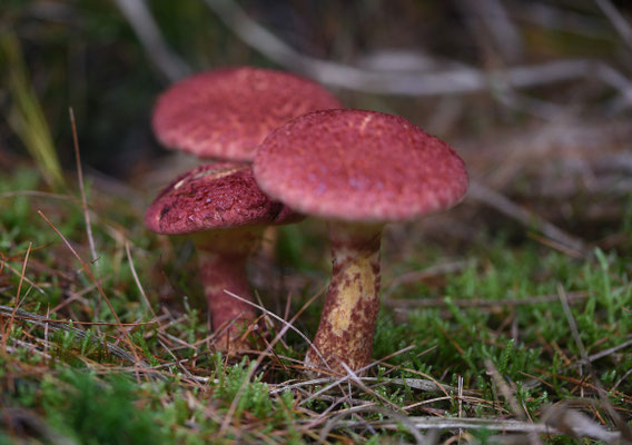 Suillus pictus - Roodschubbige ringboleet