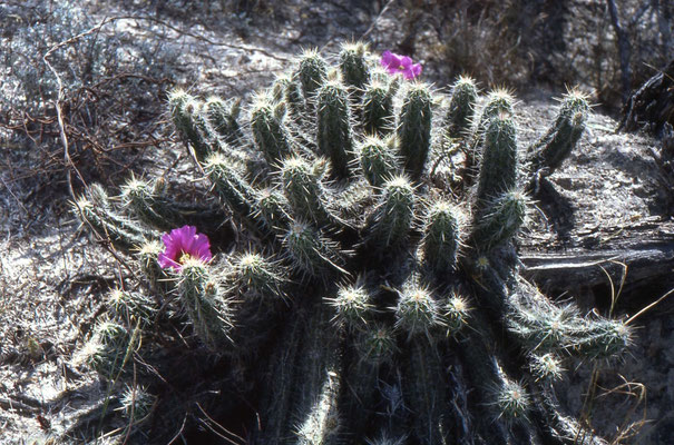 Cactussoort