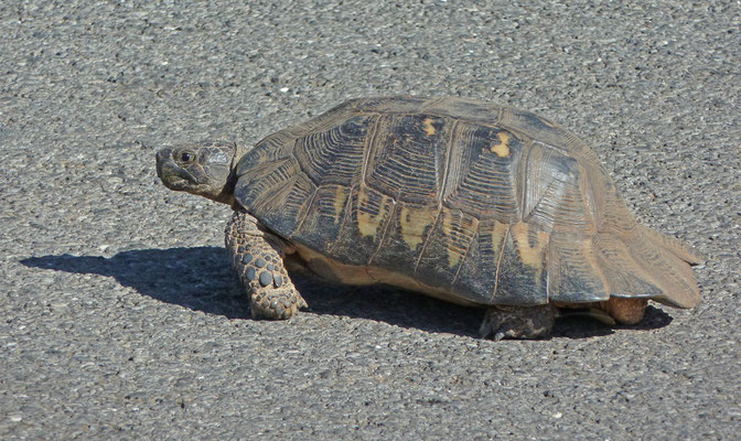 Testudo marginata marginata - Klokschildpad