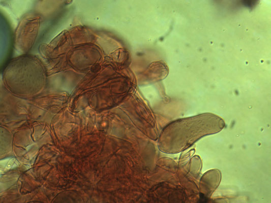 Pluteus leoninus - Goudgele hertenzwam