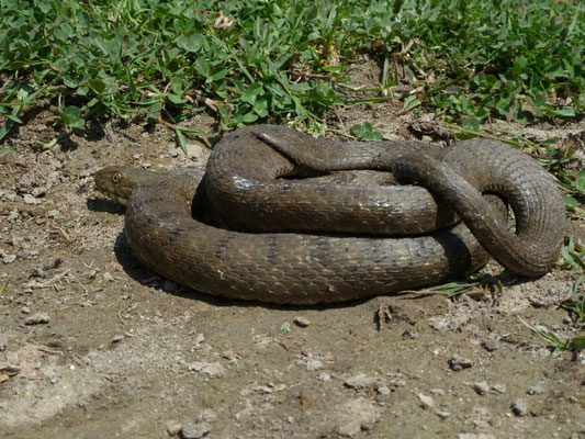 Natrix tesselata (dobbelsteenslang)