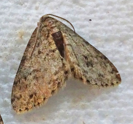 Ectropis crepuscularia - Gewone spikkelspanner