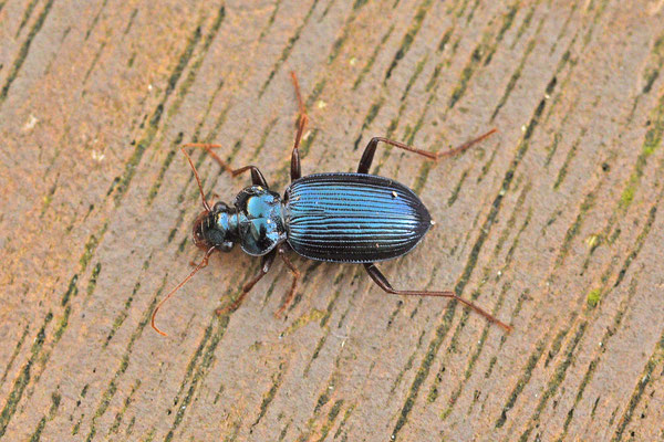 Leistus spinibarbis - Blauwe baardloper