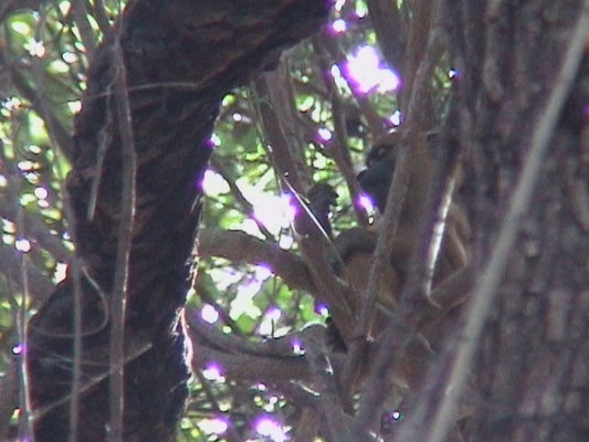 Common Baboon (Baviaan)