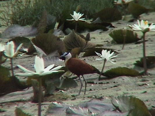 African Jacana