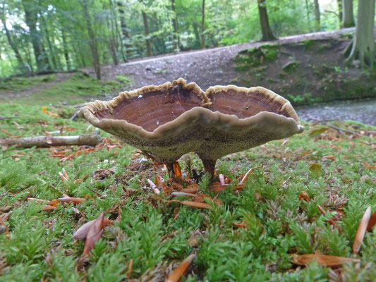 Coltricia perennis - Echte tolzwam