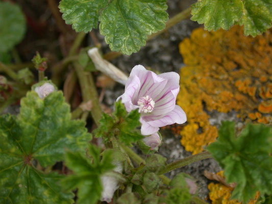 Malva neglecta - Klein kaasjeskruid