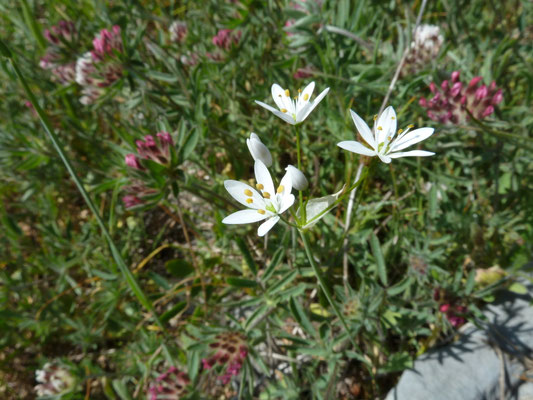 Allium trifoliatum