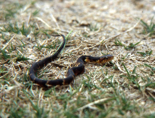 Eastern Mudsnake