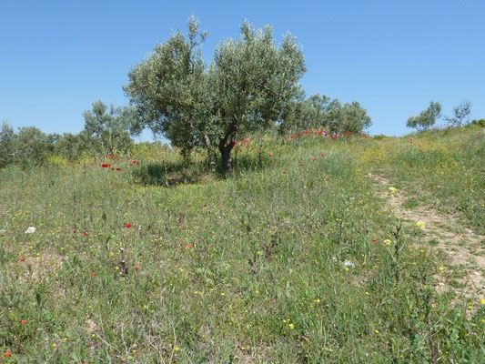 landschap
