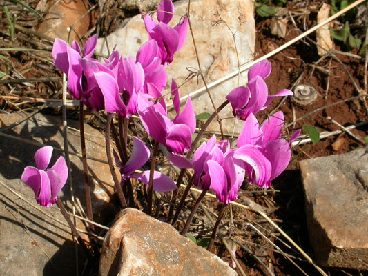 Cyclamen graecum