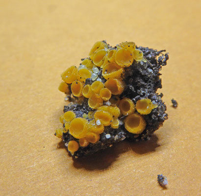 Cheilymenia theleboloides - Compostborstelbekertje