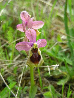 Ophrys tenthredinifera - Wolzweverophrys