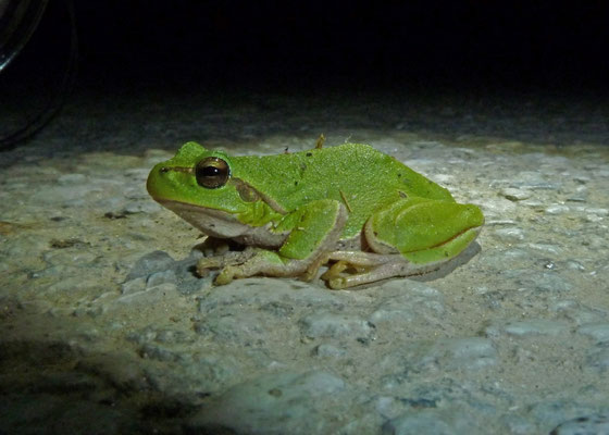 Hyla arborea (boomkikker)