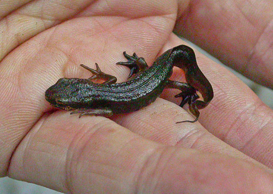 Lissotriton helveticus - Vinpootsalamander